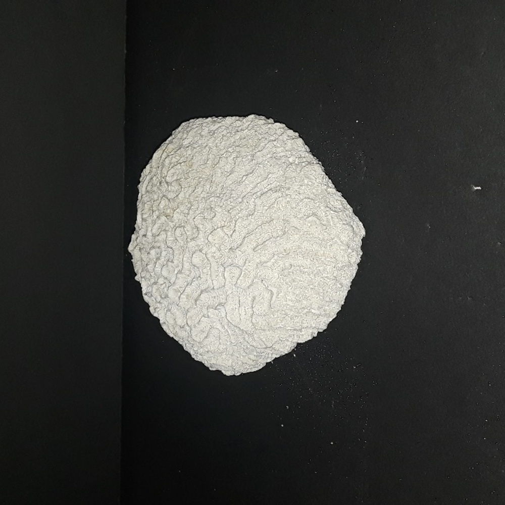 RARE VINTAGE NATURAL BRAIN CORAL SEA SPECIMEN FOSSIL 1.4 OZ - Picture 2 of 6